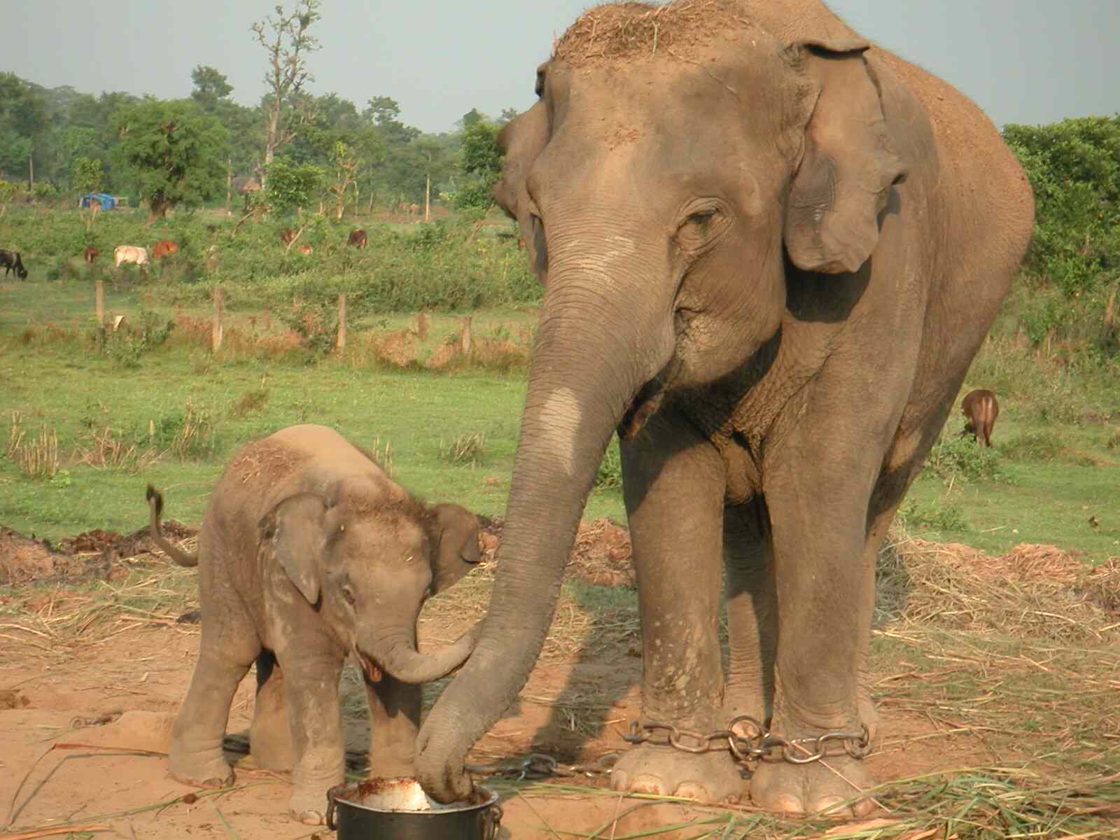 Chitwan, elephant breeding center, Sauraha